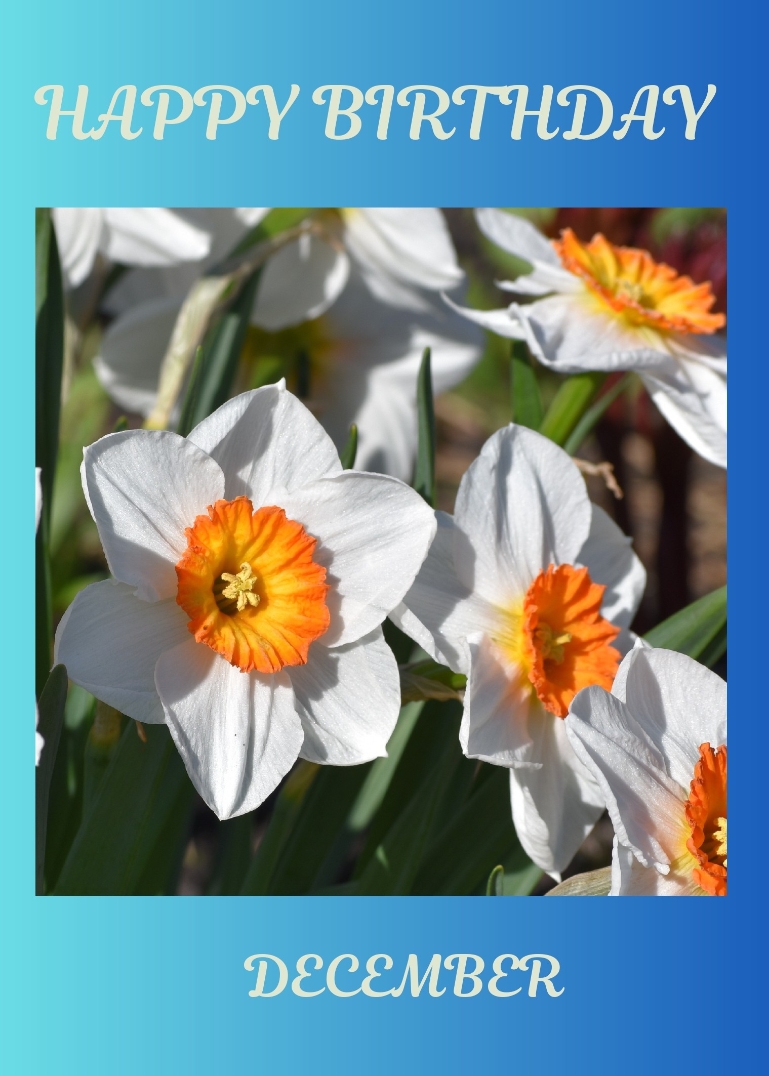 December Birth Flower Card